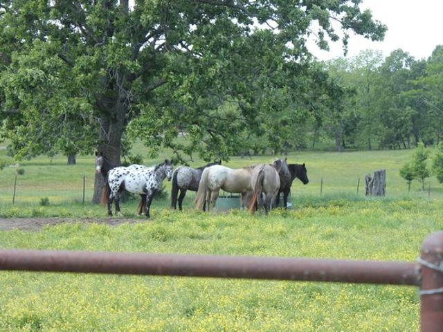Farm for sale in Thayer, Oregon County