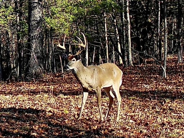 Commercial for sale in Stone, Missouri