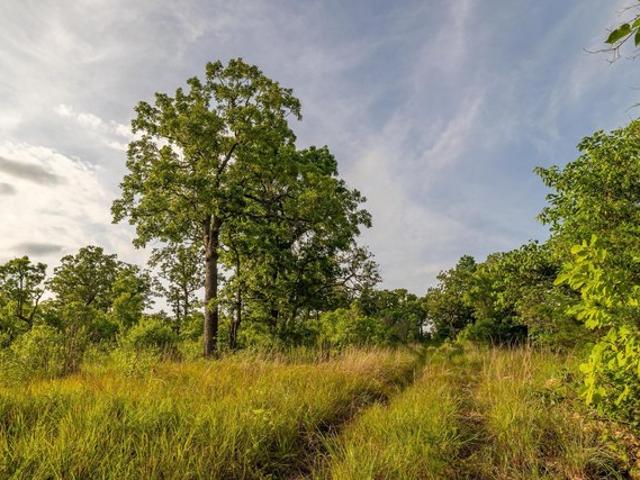 Land for sale in Theodosia, Missouri