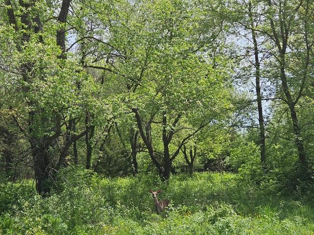 Land for sale in Dixon, Illinois