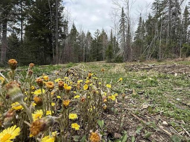 Land for sale in Johnson, Vermont