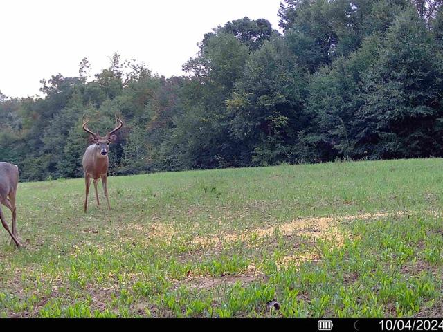 Land for sale in Coleman, Georgia