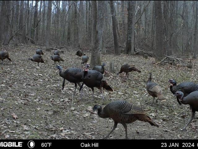 Land for sale in Florence, Mississippi
