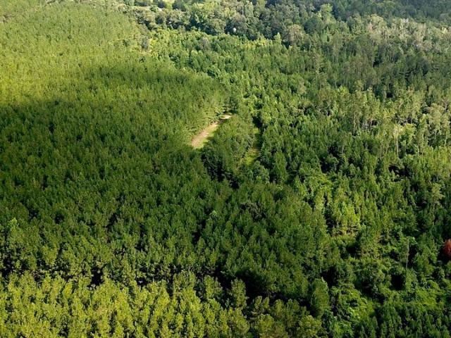 Land for sale in Cottonwood, Alabama