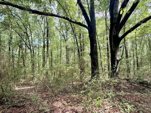 Land for sale in Daleville, Alabama
