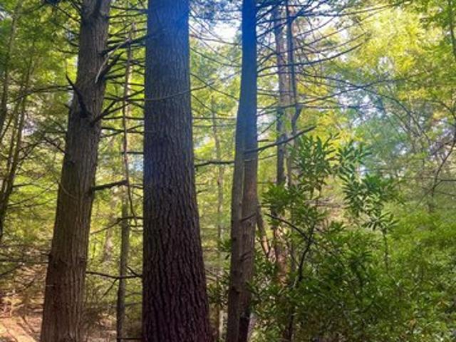 Land for sale in Beech Creek, Pennsylvania