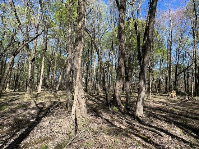 Land for sale in Tennessee
