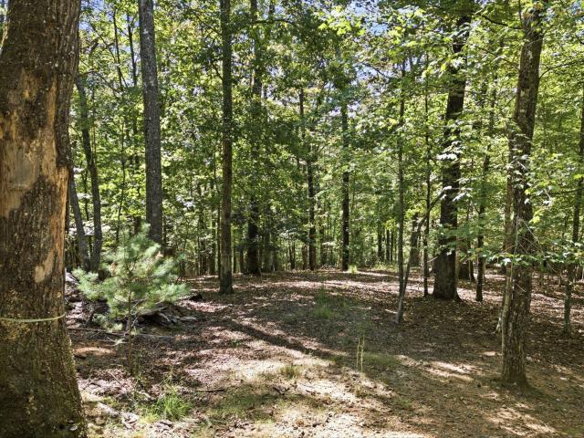Land for sale in Blue Ridge, Georgia