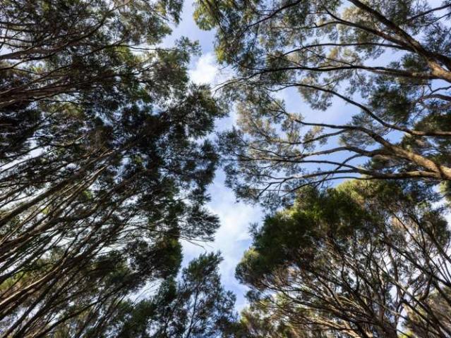 Land for sale in Karetu, Northland