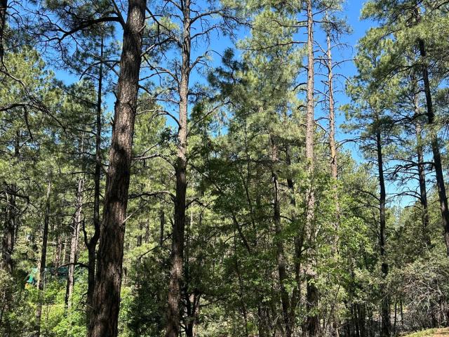 Land for sale in Navajo, Arizona