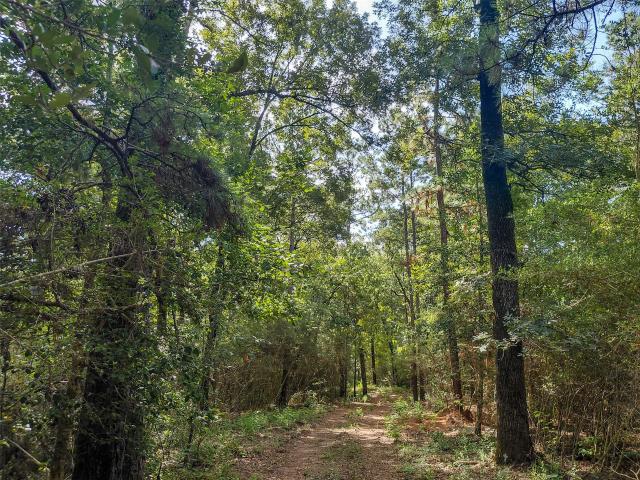 Land for sale in Woodville, Tyler County
