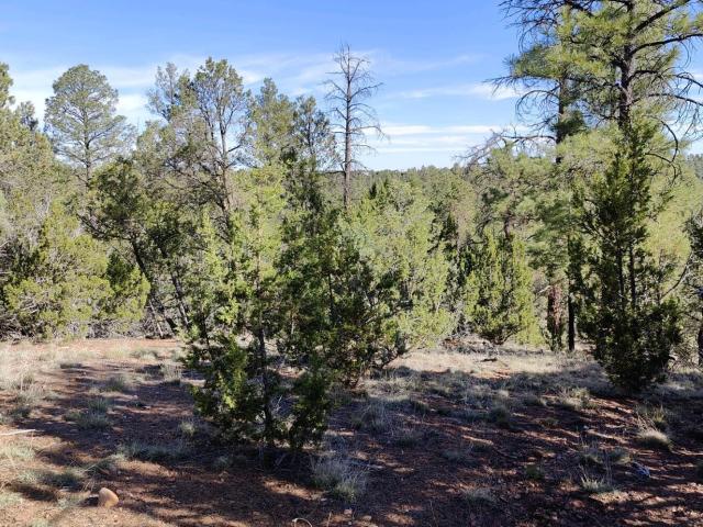 Land for sale in Navajo, Arizona