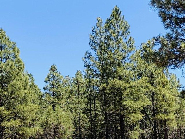 Land for sale in Happy Jack, Arizona