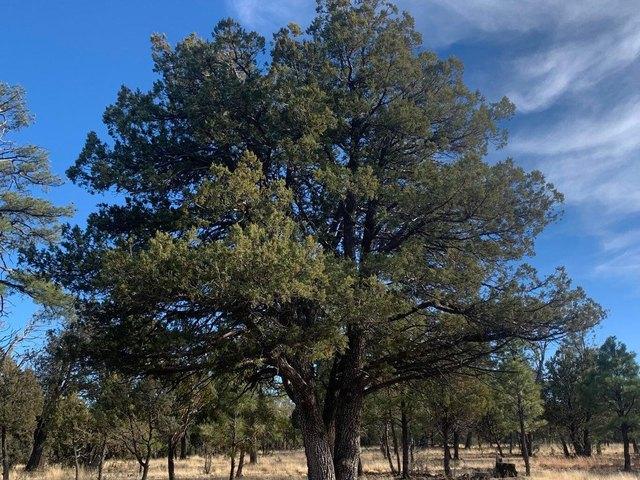 Land for sale in Happy Jack, Arizona