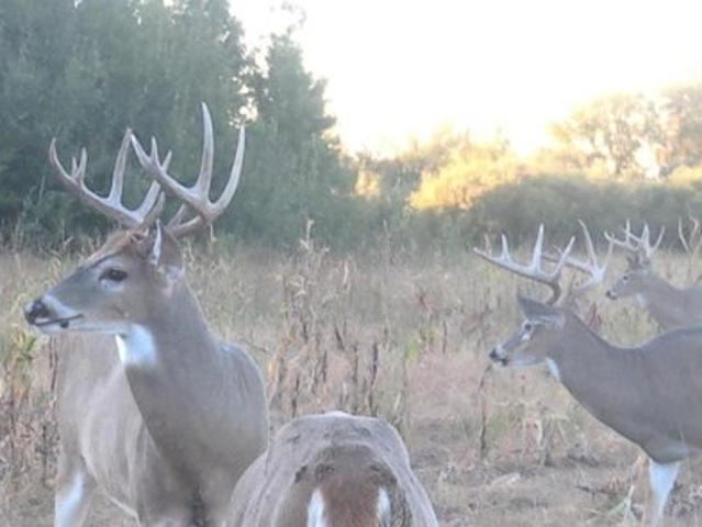 Land for sale in Ulen, Minnesota