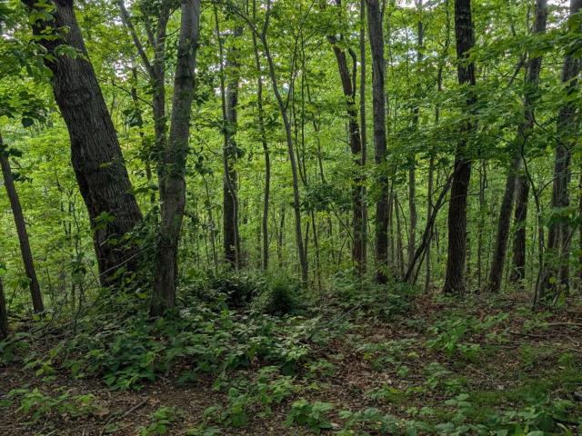 Land for sale in Tennessee