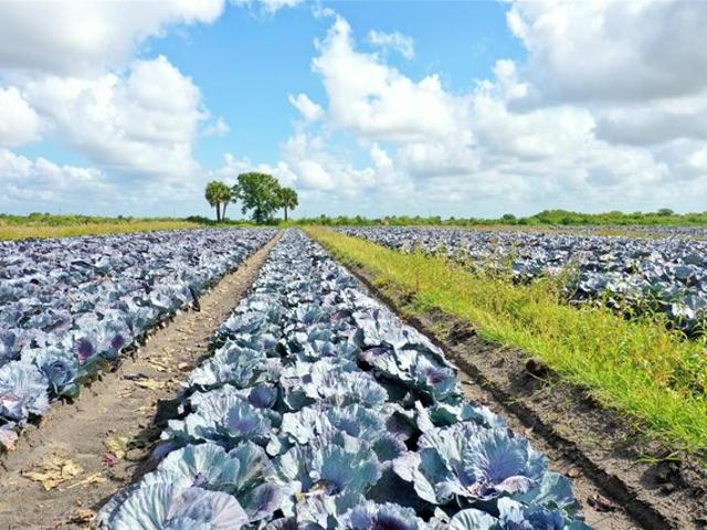 Land for sale in Okeechobee, Okeechobee County
