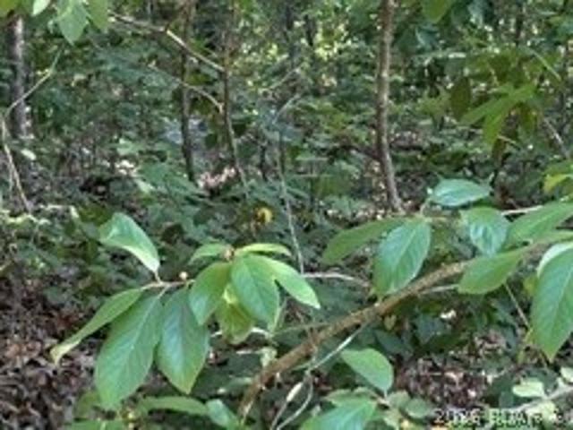 Land for sale in Missouri
