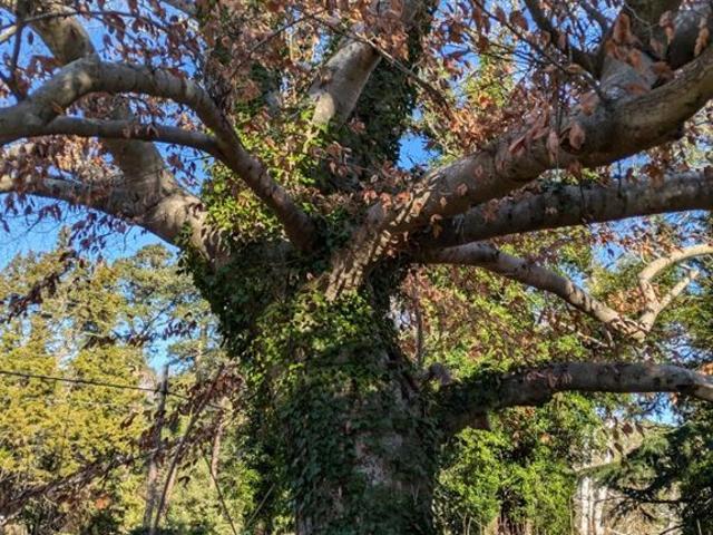 Land for sale in Virginia