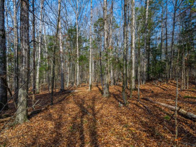 Land for sale in Chatham, North Carolina