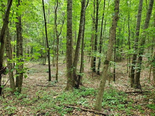 Land for sale in Tennessee