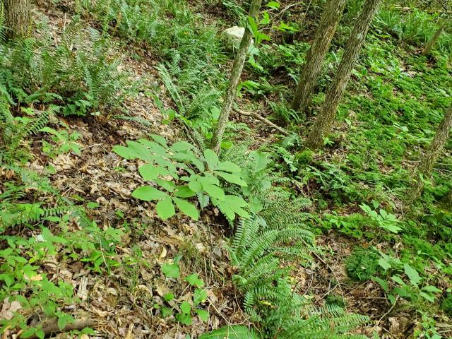 Land for sale in Tennessee