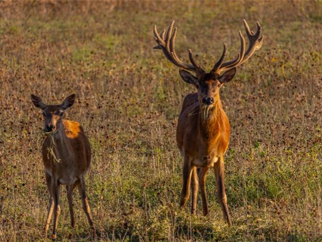 Land for sale in Coleman, Texas