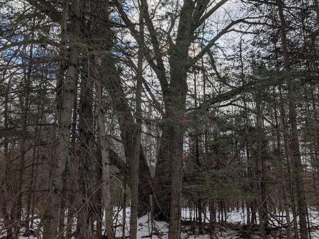 Land for sale in Greenbush, Michigan