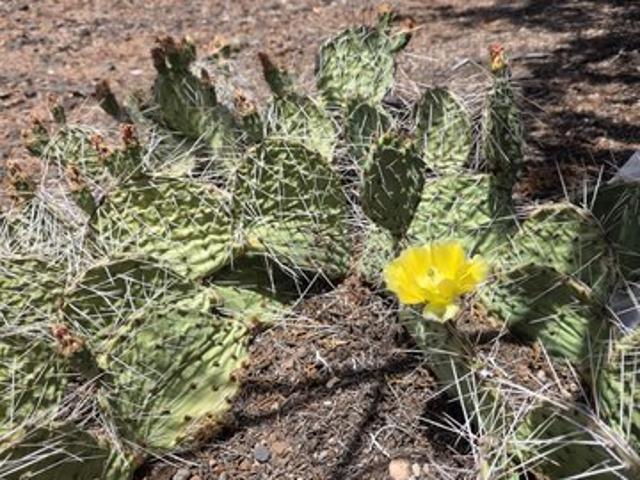 Land for sale in Navajo, Arizona