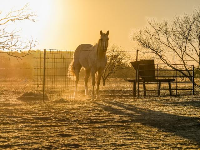 Farm for sale in Coleman, Texas