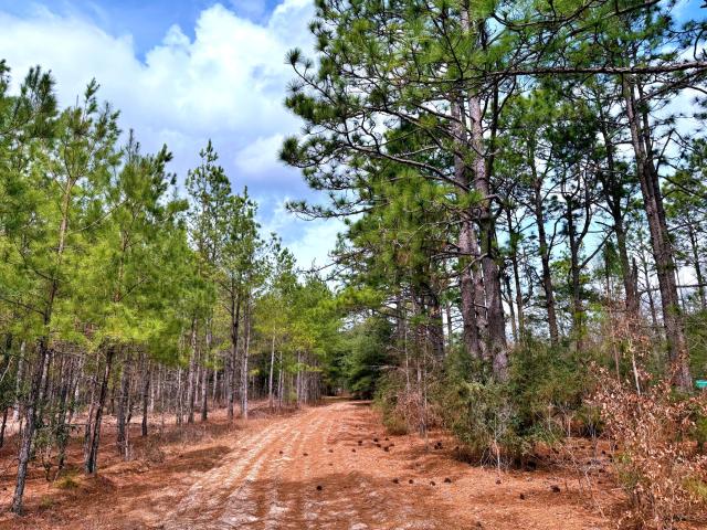 Land for sale in Greeleyville, South Carolina