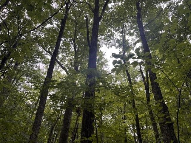 Land for sale in Aniwa, Wisconsin