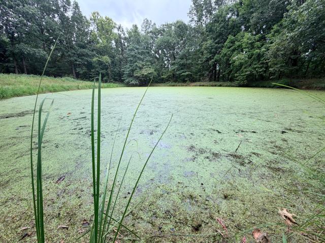 Land for sale in Stella, Missouri
