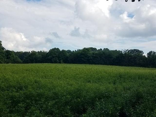 Land for sale in Carnesville, Georgia