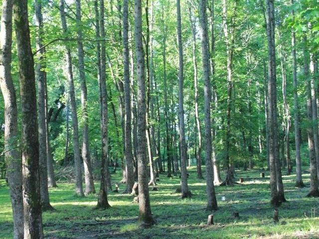Land for sale in Harrison, Texas