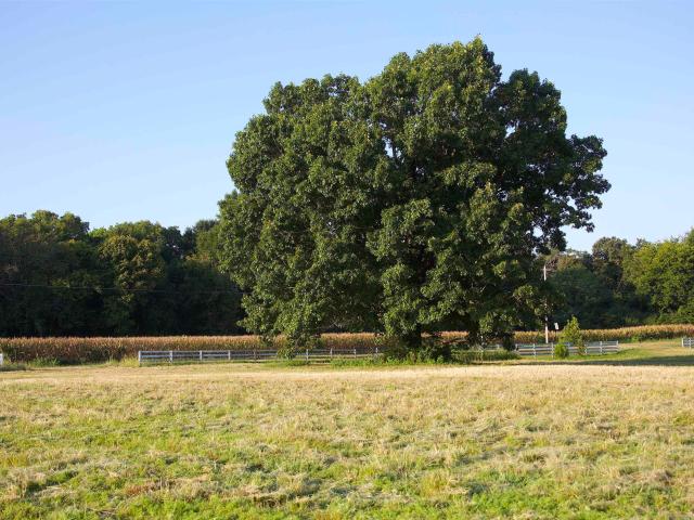 Land for sale in La Grange, West Tennessee