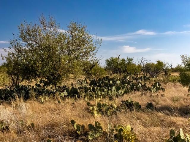 Land for sale in Callahan, Texas