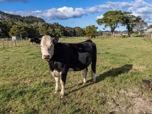 Property for sale in Northland