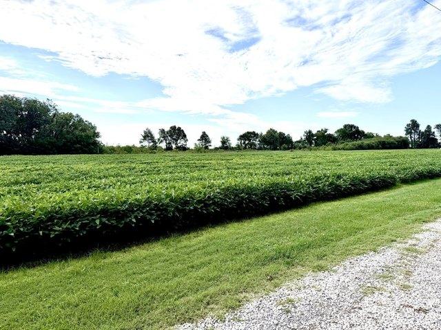 Land for sale in East Prairie, Missouri
