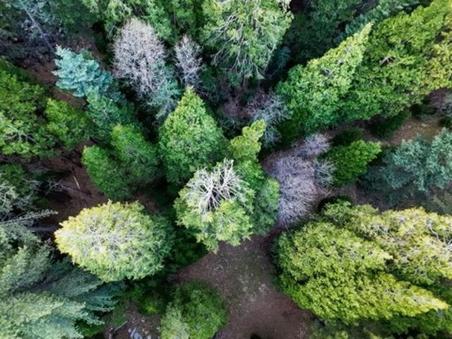 Land for sale in Cedar Glen, California