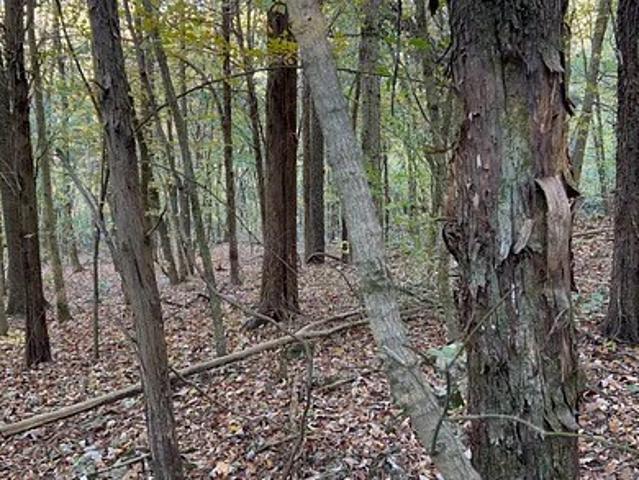 Land for sale in Mount Pleasant, Middle Tennessee