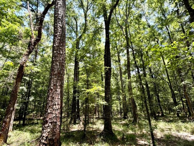 Land for sale in Mississippi