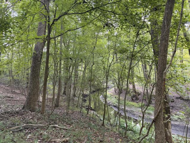 Land for sale in Fairfax, Allendale County
