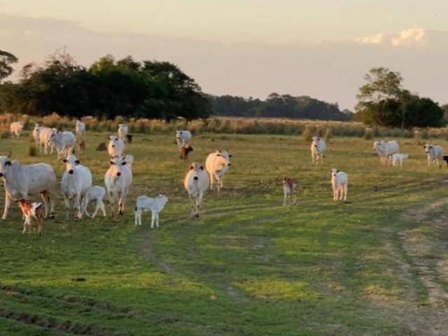 Sítio e chácara venda em Região Geográfica Imediata de Corumbá, Corumba