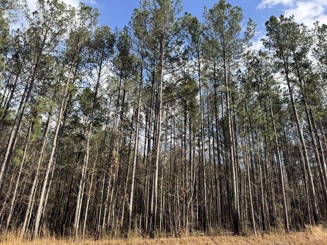 Land for sale in Sumrall, Mississippi