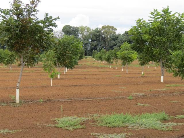 Farm for sale in Frances Baard, Northern Cape