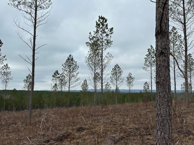 Land for sale in Tennessee