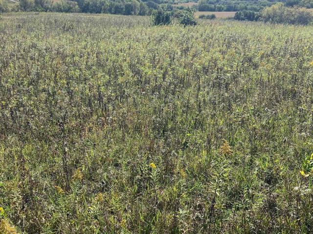 Farm for sale in Ringgold, Iowa