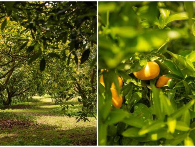 Property for sale in Aongatete, Bay Of Plenty