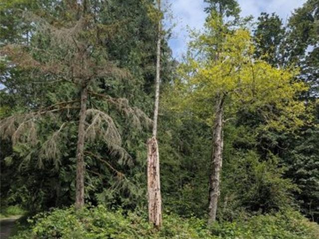 Land for sale in Arlington, Snohomish County